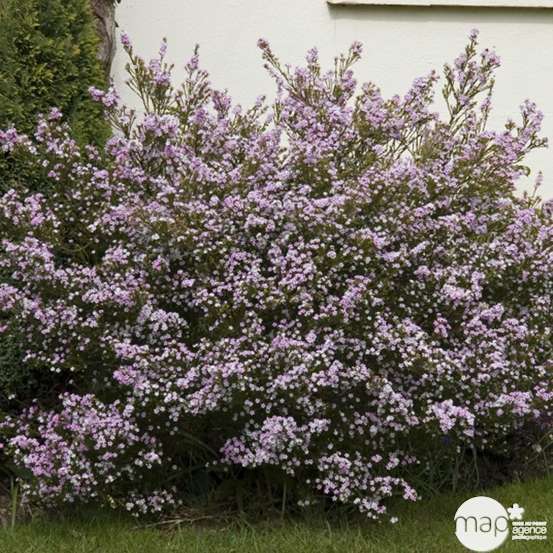 Diosma : conteneur 3 litres Deco