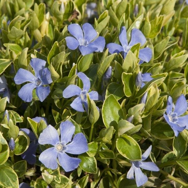 Maagdenpalm (Vinca minor 'Argenteovariegata')Â D 9 H 10 cm