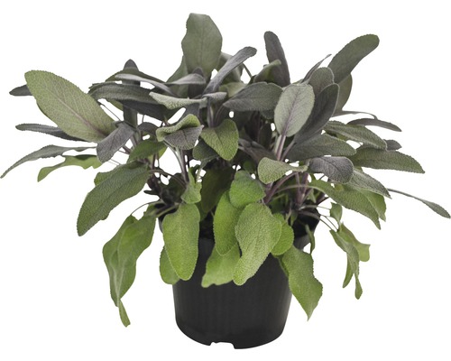 Paarse Salie FloraSelf Salvia officinalis 'Purpurescens' Ø 12 cm pot