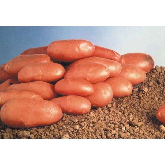 Plants de pommes de terre 'Stemster' en sac - 1,5 kg