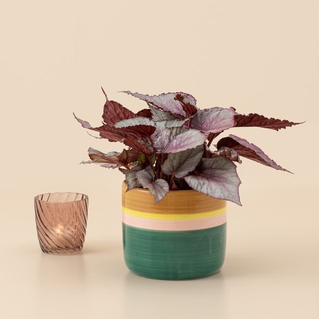 Begonia plant | Incl pot