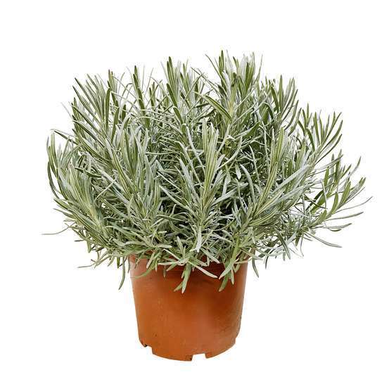 Lavandula 'phenomenal' : pot 5L