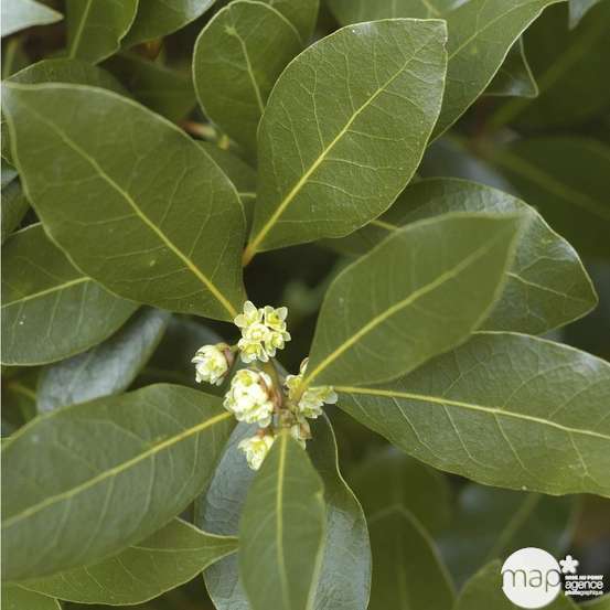 Laurus nobilis: hauteur 100/125 cm conteneur 10 litres