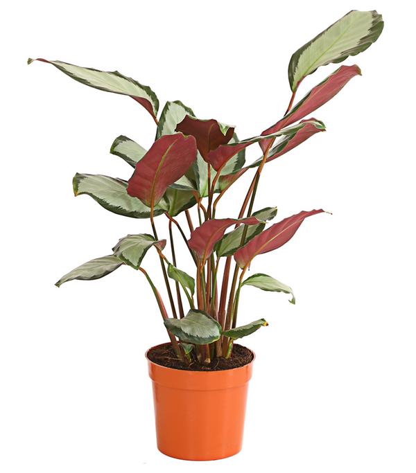 Korbmarante - Calathea picturata