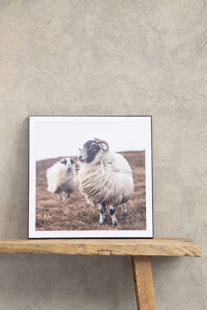 Sheeps bilde Fotoprint med sort ramme. 60x60 cm