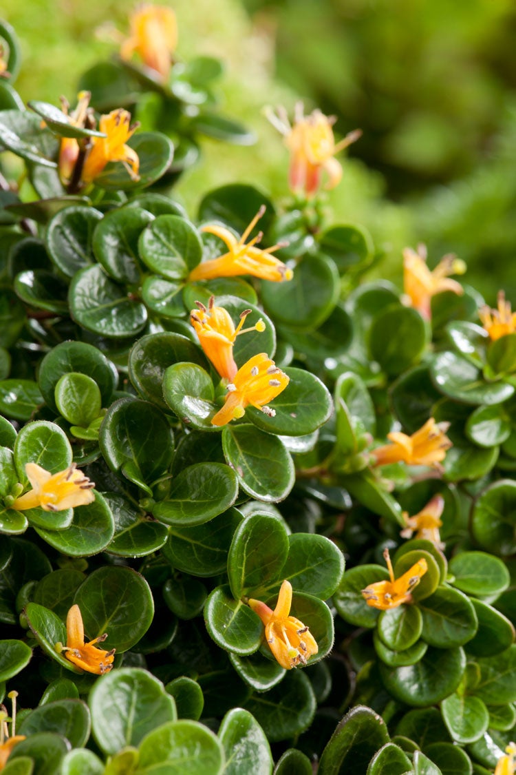 Kamperfoelie (Lonicera crassifolia 'Little Honey') D 9 H 15 cm