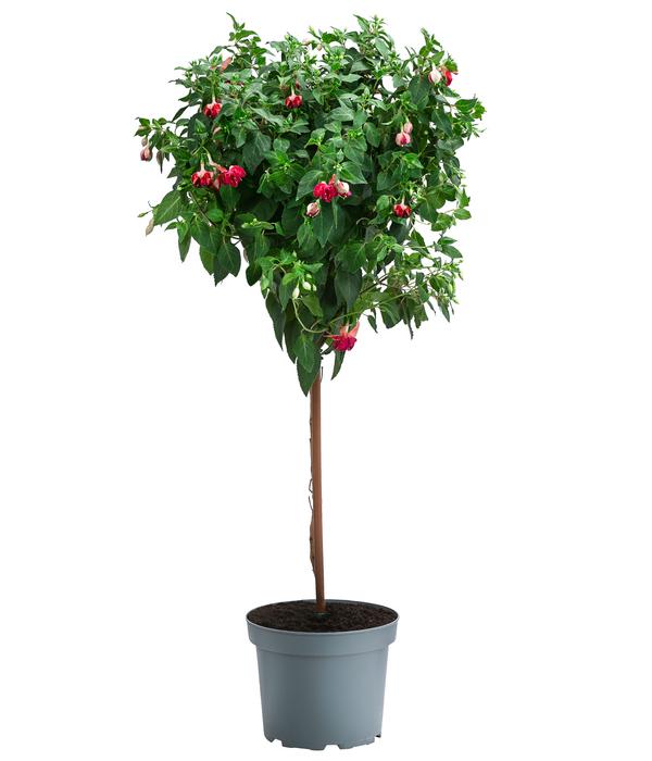 Fuchsie, Stämmchen, verschiedene Sorten
