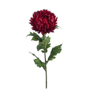 Mum spray rood 75cm
