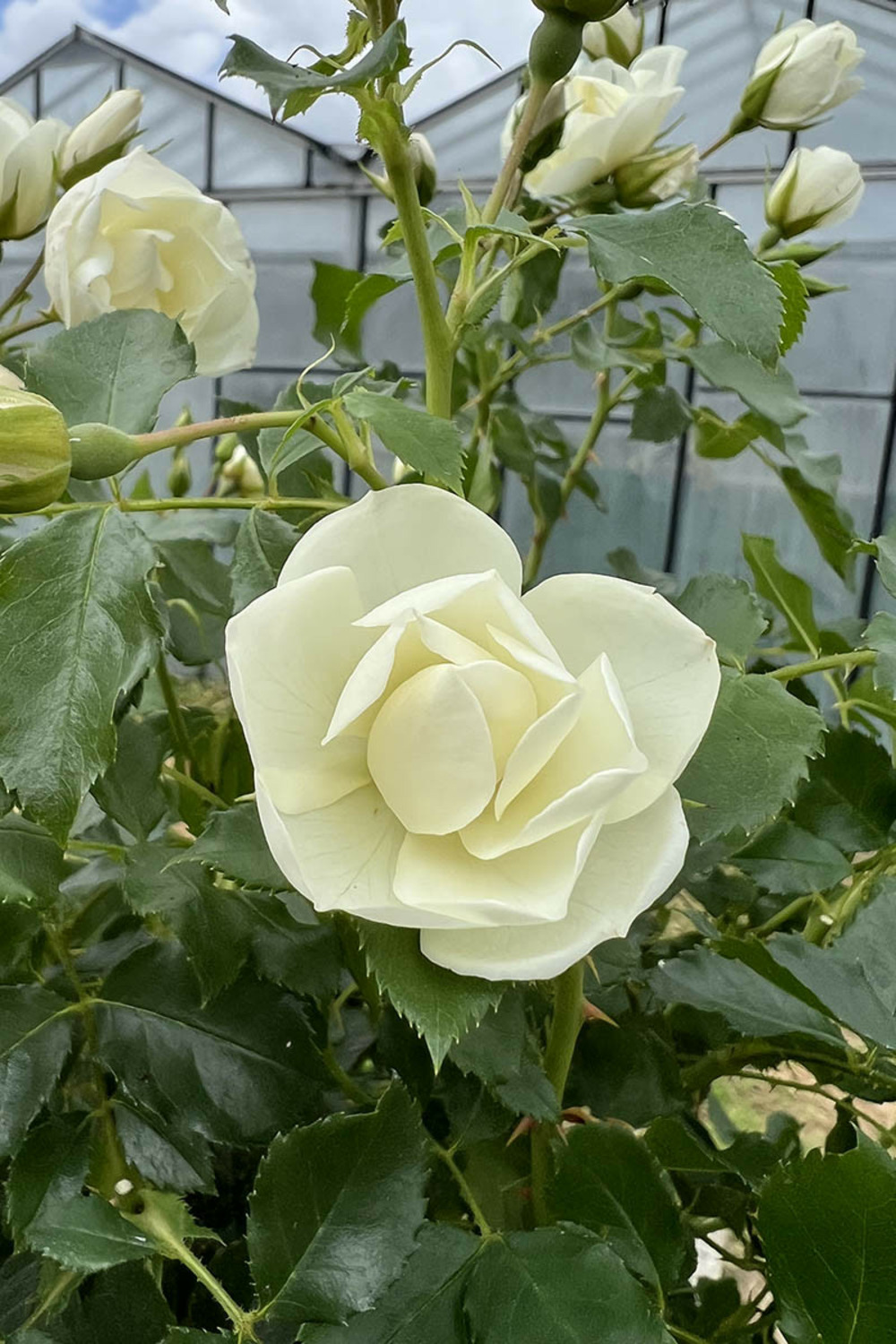 Rosier tige 'opalia' ? - 10l