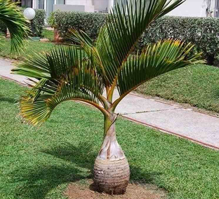 Hyophorbe lagenicaulis (palmier bouteille) taille pot de 40 litres - 140/160 cm