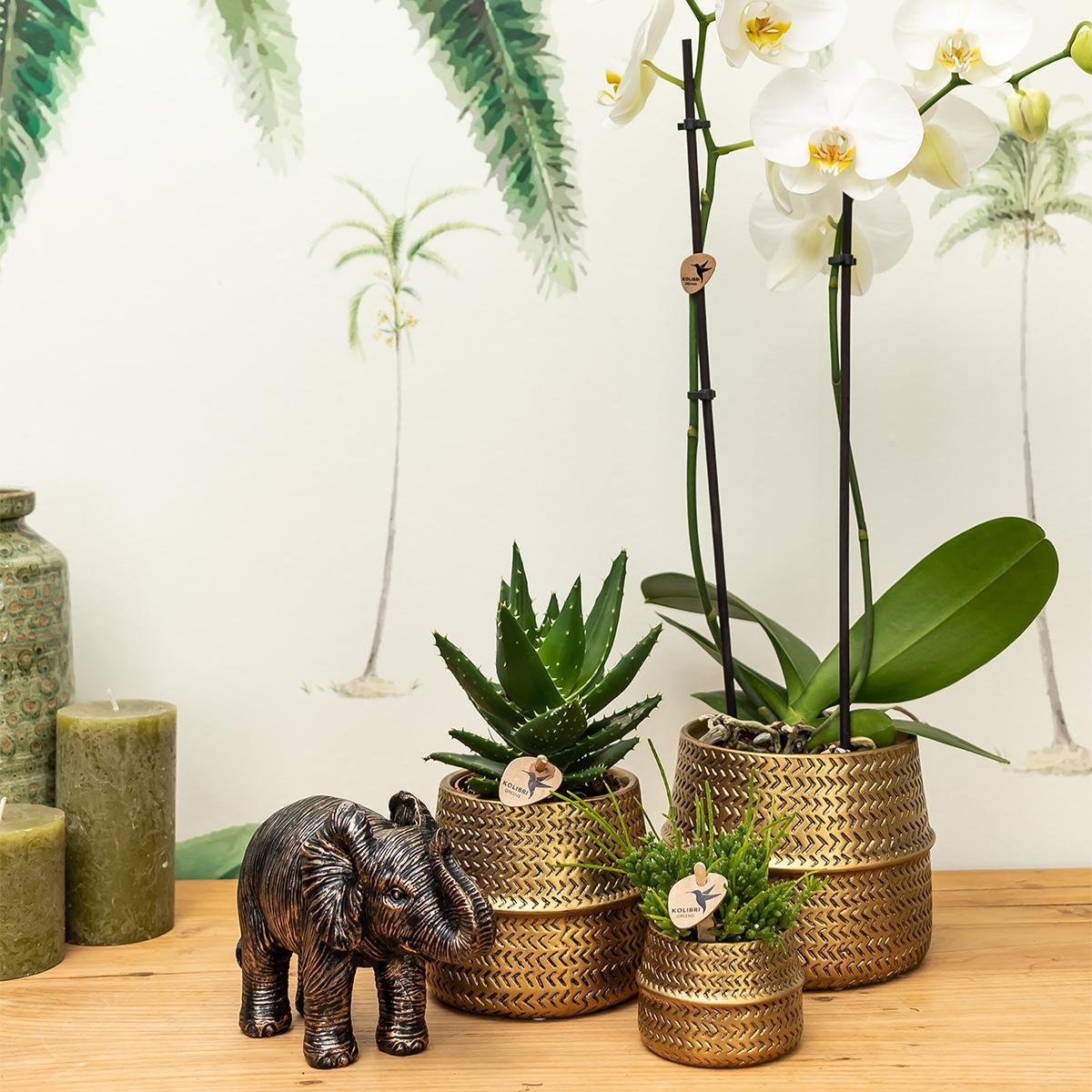 Plante d'intérieur - duo orchidée phalaenopsis blanche et crassula ovata et leurs caches-pots en céramique doré 35cm