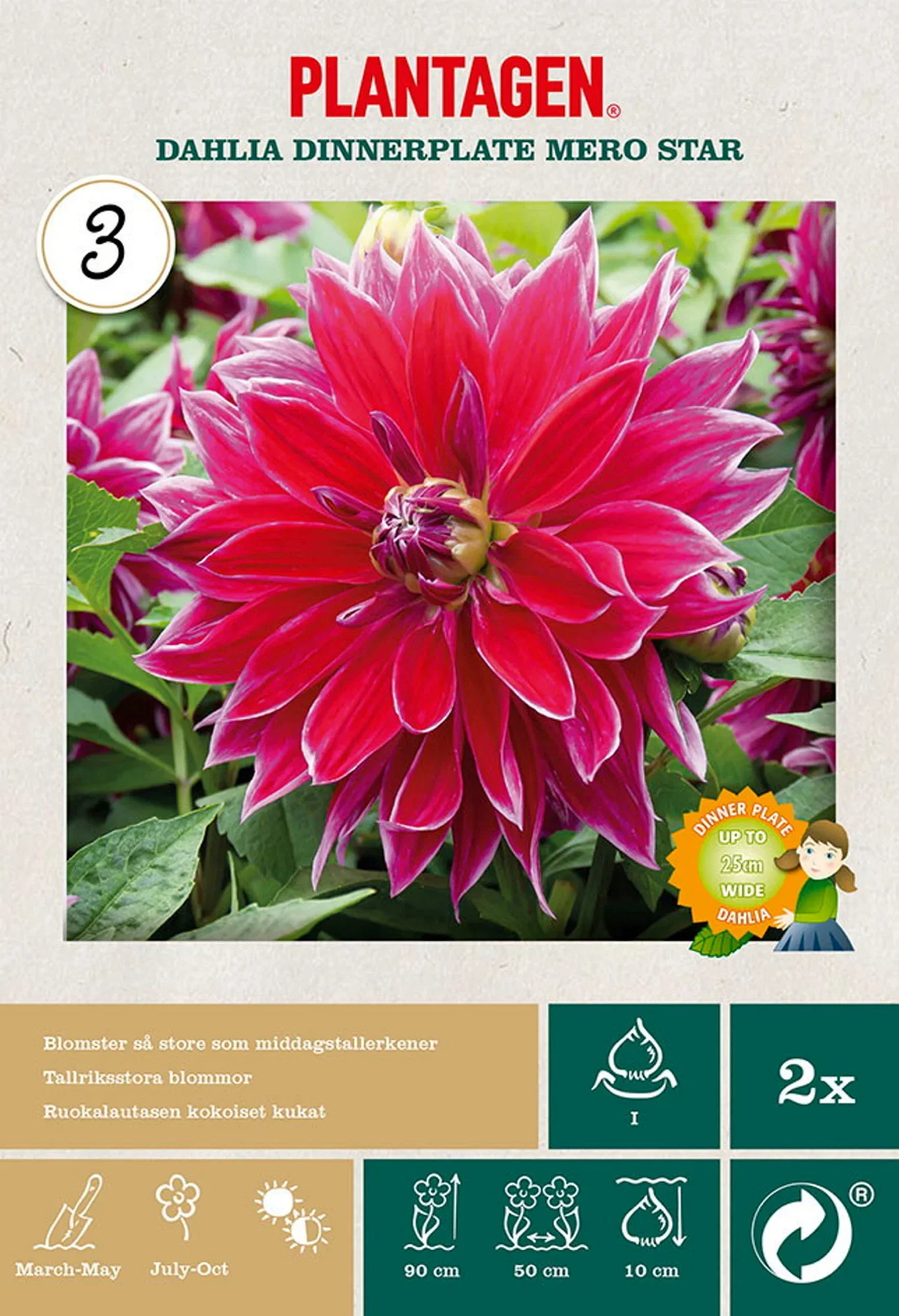 Dahlia x pinnata 'Mero star' Georgine 'Mero Star' 2 pk
