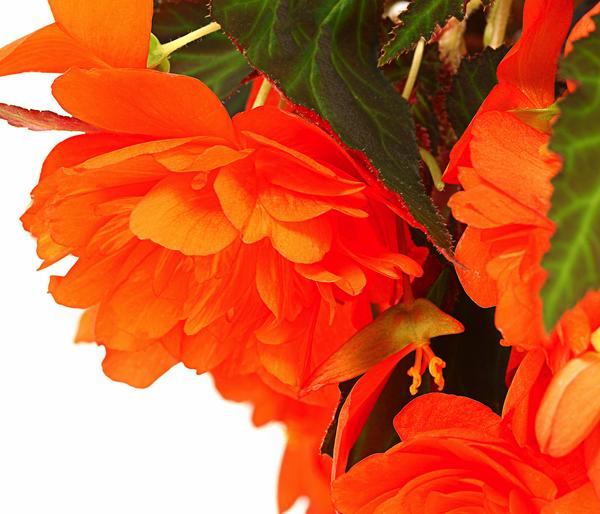 Hängebegonie 'Belina®', Ampel