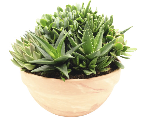 Vetplanten arrangement FloraSelf Ø 35 cm Terracotta schaal 35 Jaar FloraSelf Jubileum Editie