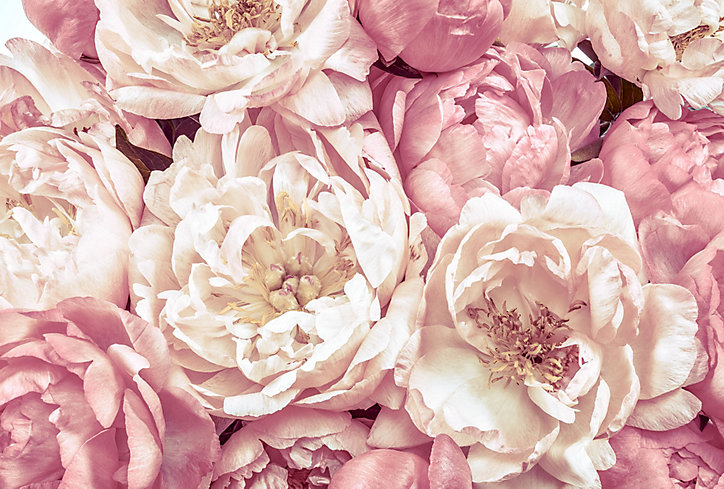 Papier peint panoramique Peonies 368 x 248 cm Komar