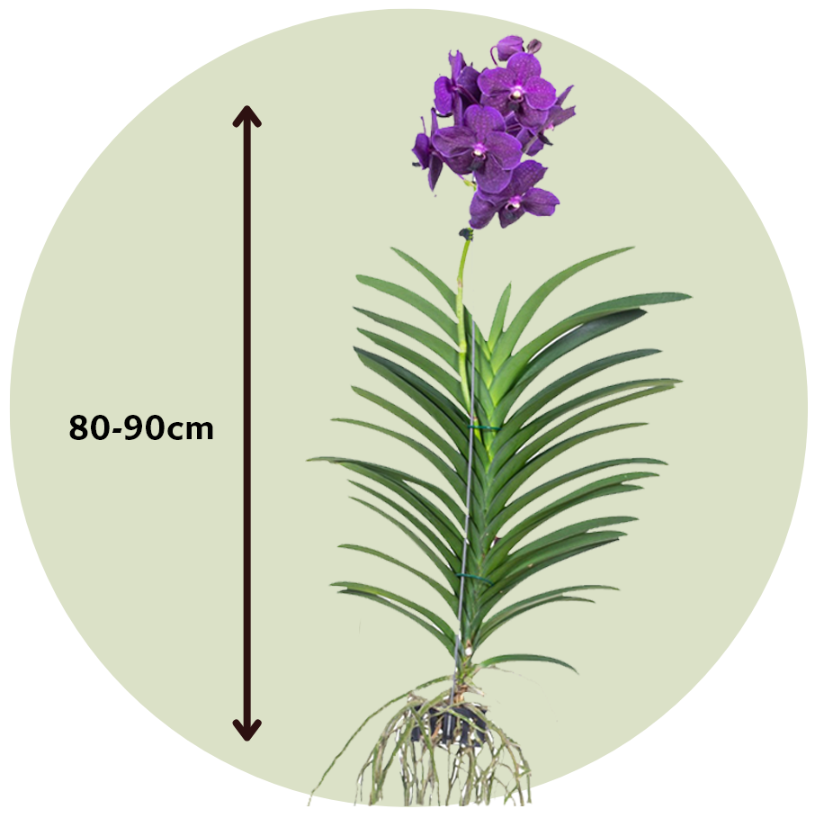 Vanda velvet blackberry - orchidée en fleur - hauteur 80-90cm