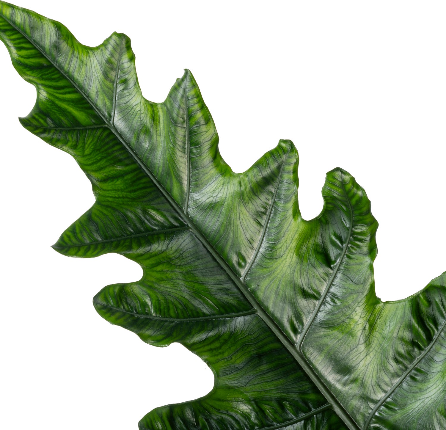 Alocasia (Alocasia 'Sabrina Narrow') D 24 H 90 cm