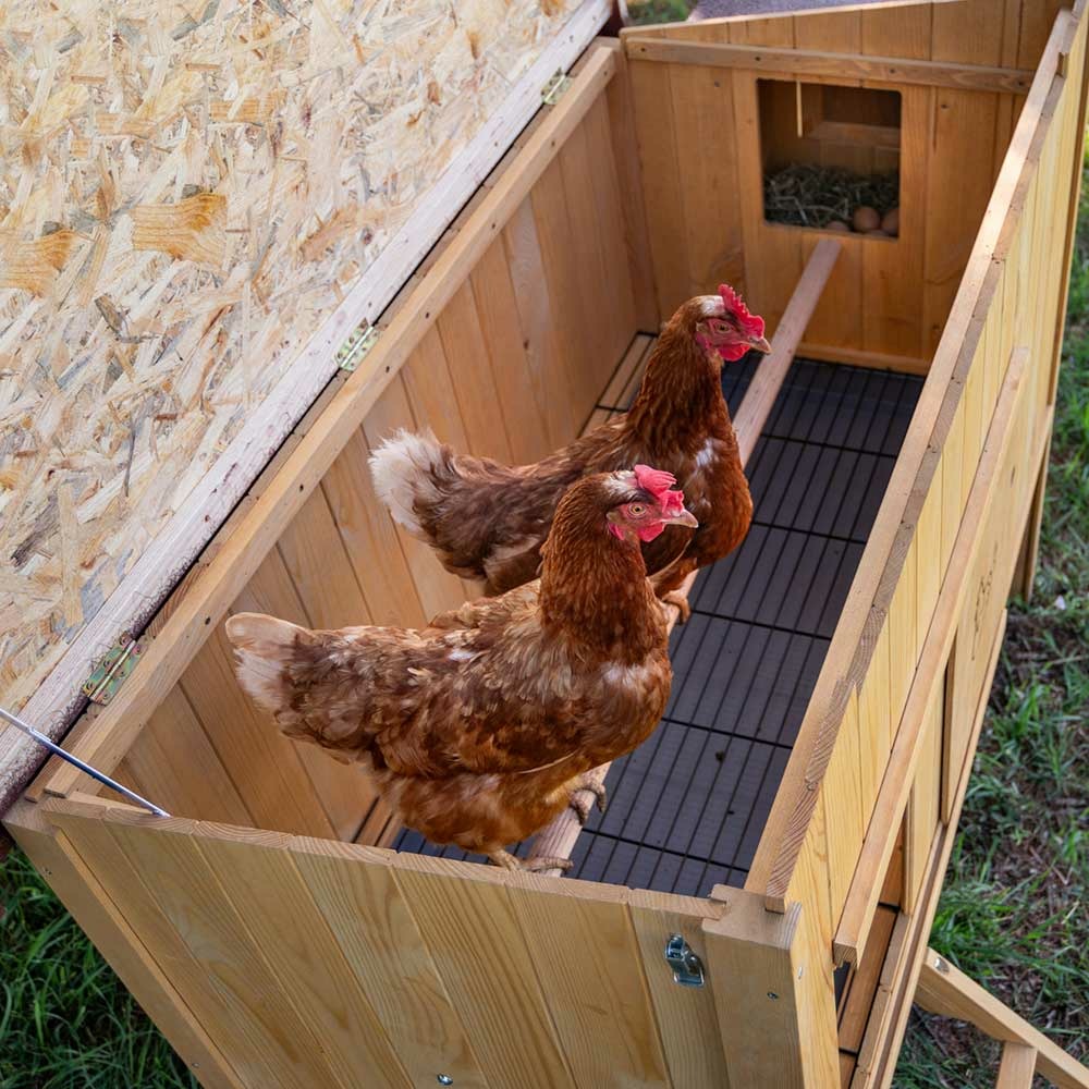 Ferplast poulailler maisonnette pour poules pondeuses hen house 30 d'extérieur, en bois fsc, pour environ 6 poules, accessoires
