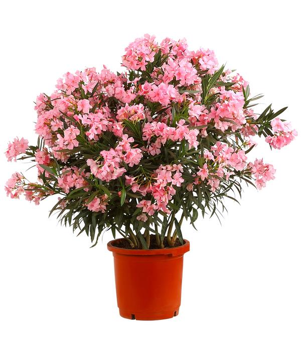 Oleander, Busch, verschiedene Farben