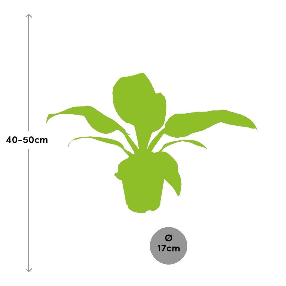 Plante d'intérieur - philodendron imperial red 50.0cm