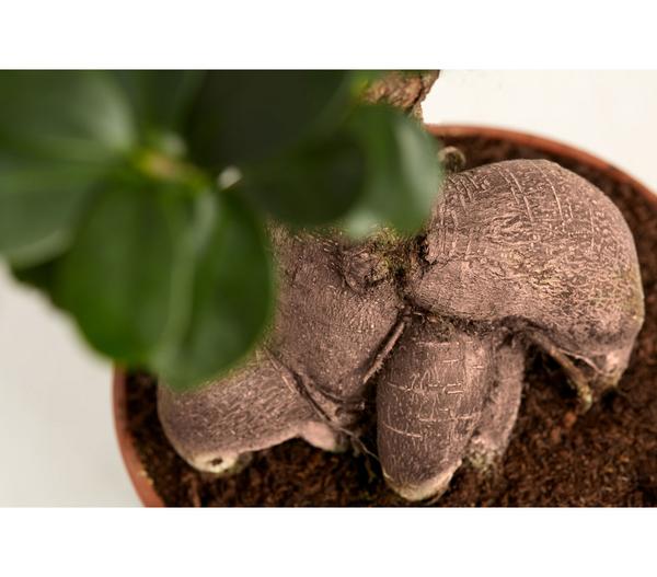 Chinesische Feige - Ficus microcarpa 'Ginseng'