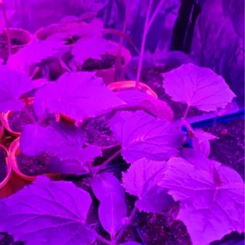 Plantebelysning 225 LED Panel | Dyrkingslampe for optimal planteutvikling