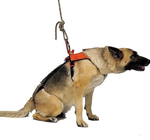 KONG - HARNAIS CHIEN SMEUS