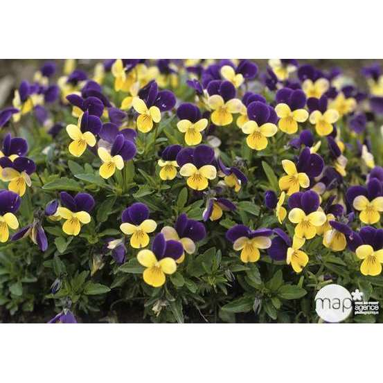 Viola cornuta en jardinière 40cm - Coloris variables