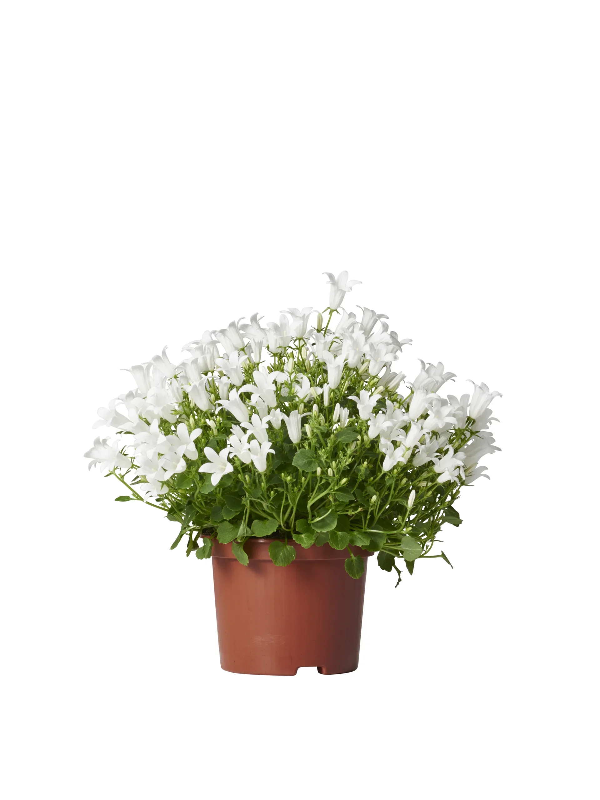 Campanula portenschlagiana WHITE GET MEE ('Pkmp03') Krypklokke 'Get Mee' Ø10,5 cm