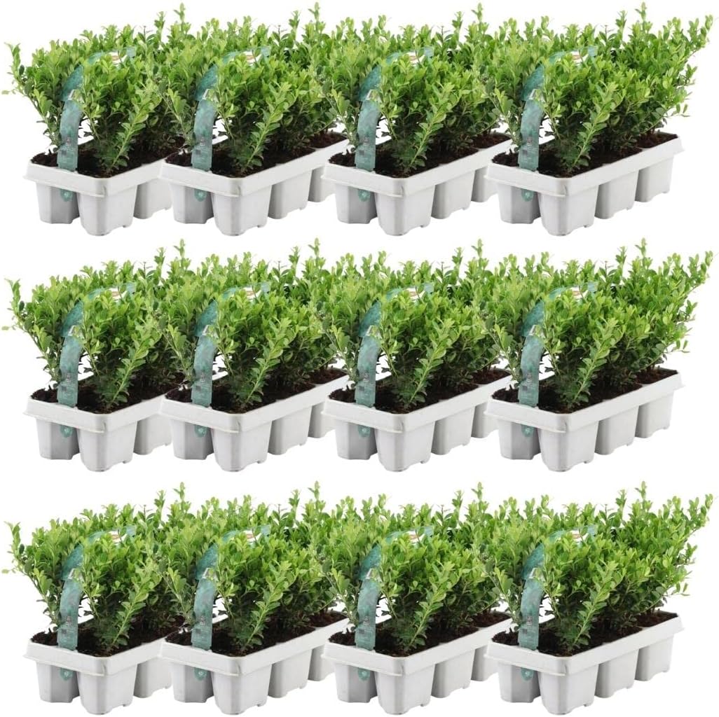 Plants by Frank – 72 Stechpalme | Heckenpflanzen Winterhart | 72 x Ø7 cm - 15 cm Ilex crenata Jenny | Heckenpflanzen | Buchs ersatz | Buchsbaum