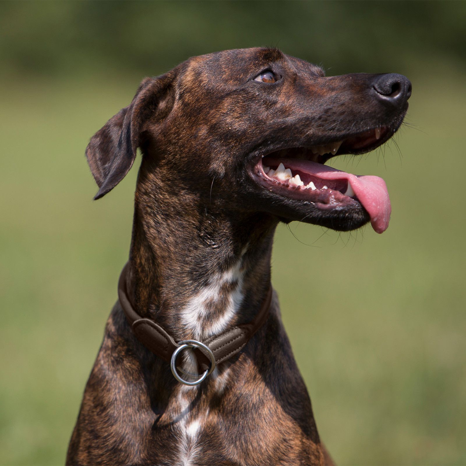 Kieffer Hundehalsband Ultrasoft