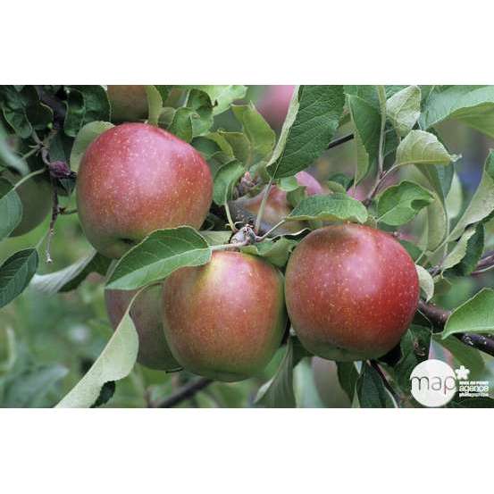 Pommier Fuji : demi tige 2 ans d'âge ctr 15 litres