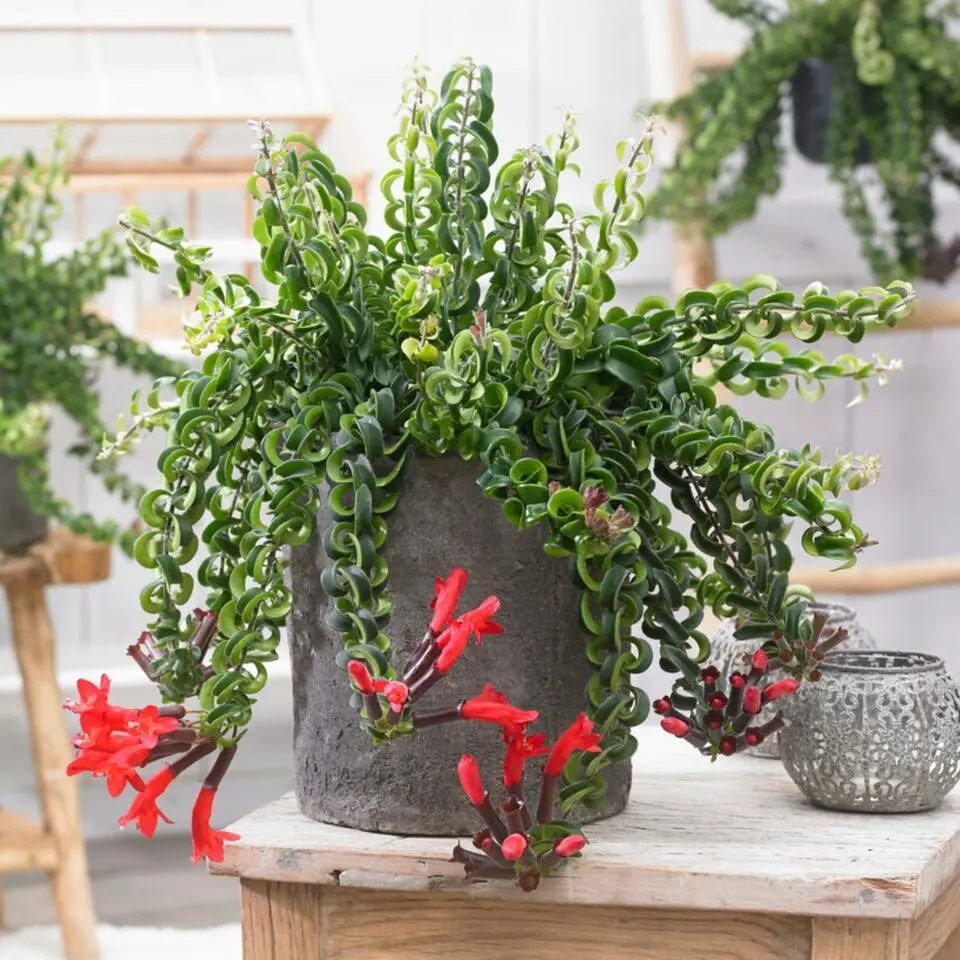 Lippenstiftplant - Aeschynanthus pulcher - Hoogte 20-30cm - ⌀15cm
