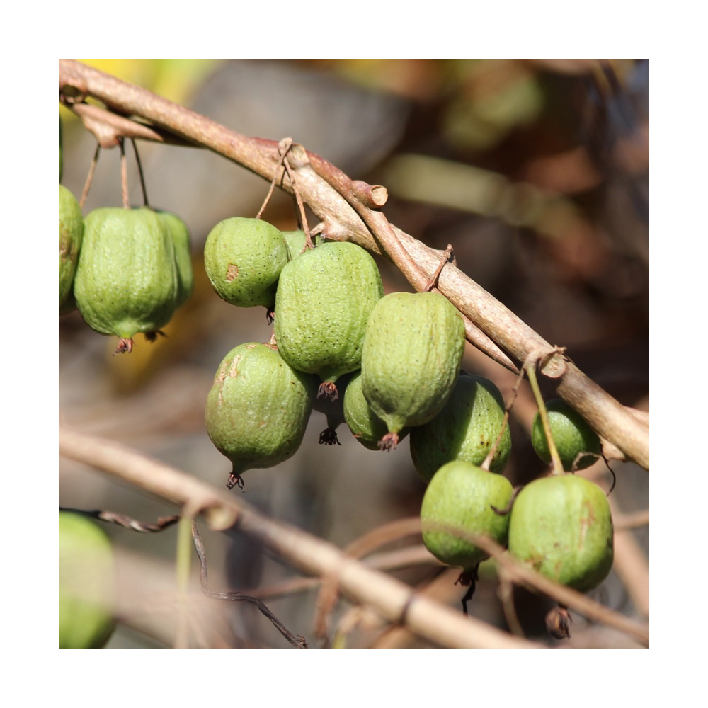 Kiwi de sibérie arguta kokuwa (autofertile)/actinidia arguta kokuwa (autofertile)[-]pot de 3l - 60/120 cm