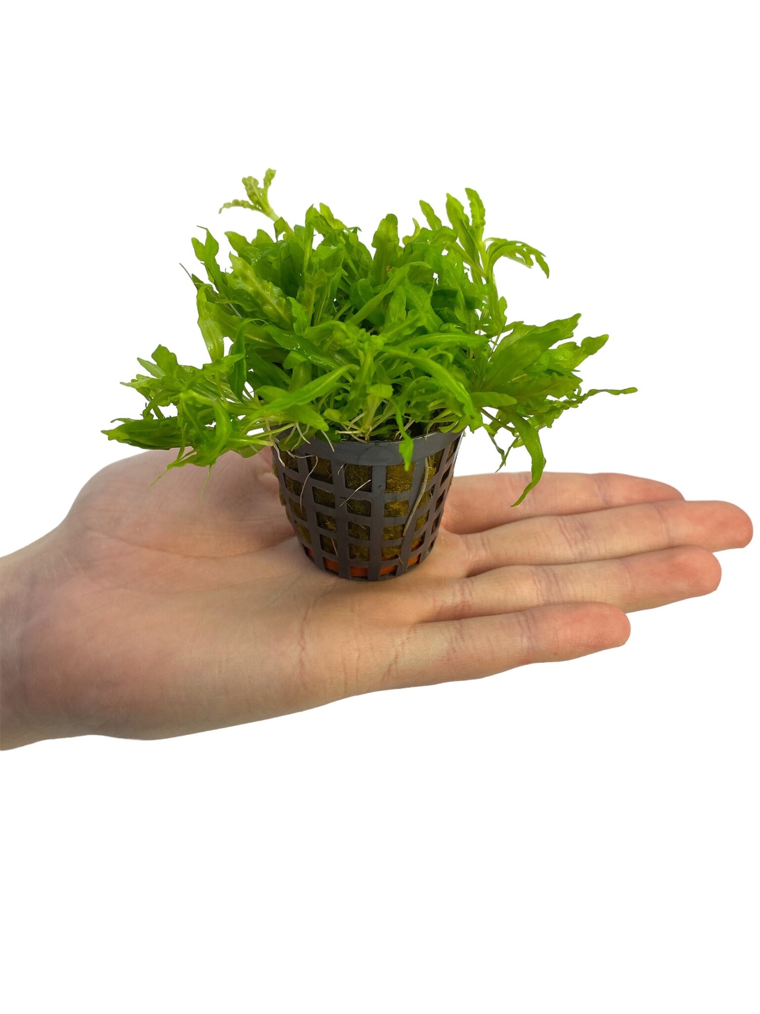 Waterplant Pogostemon Helferi 5 cm pot aquariumplant