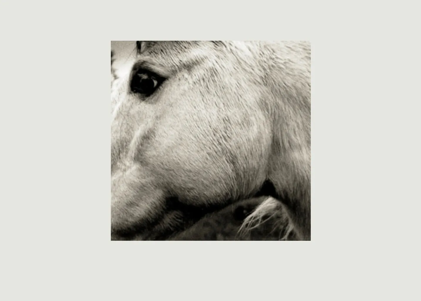 Bonny Light Horseman - Bonny Light Horseman La vinyl-thèque idéale