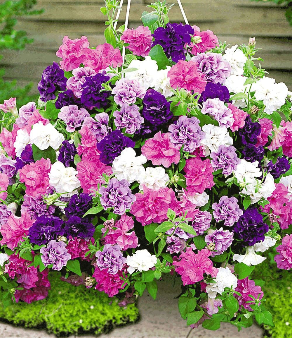 Hänge-Petunien 'Dark Purple'