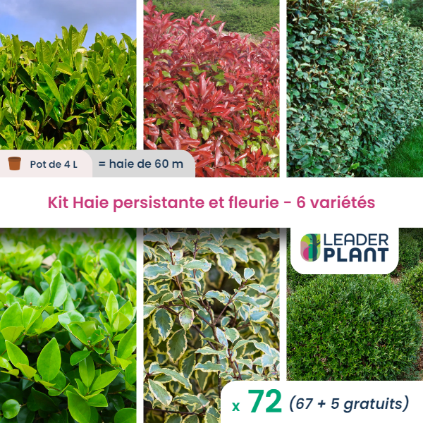 Kit haie persistante et fleurie 6 variétés – lot de 72 plants en pot de 4 l