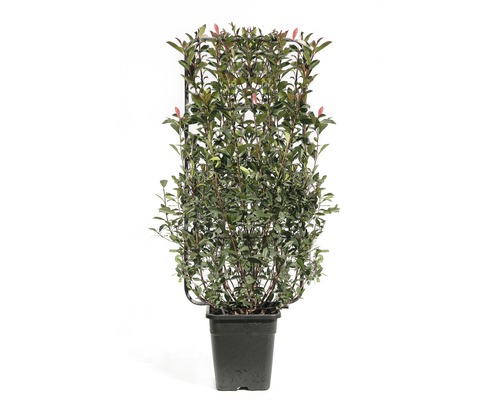 Photinia x fraseri (FloraSelf) in diverse soorten, trellis, H110 x B50 cm, 18L pot, willekeurige soortselectie