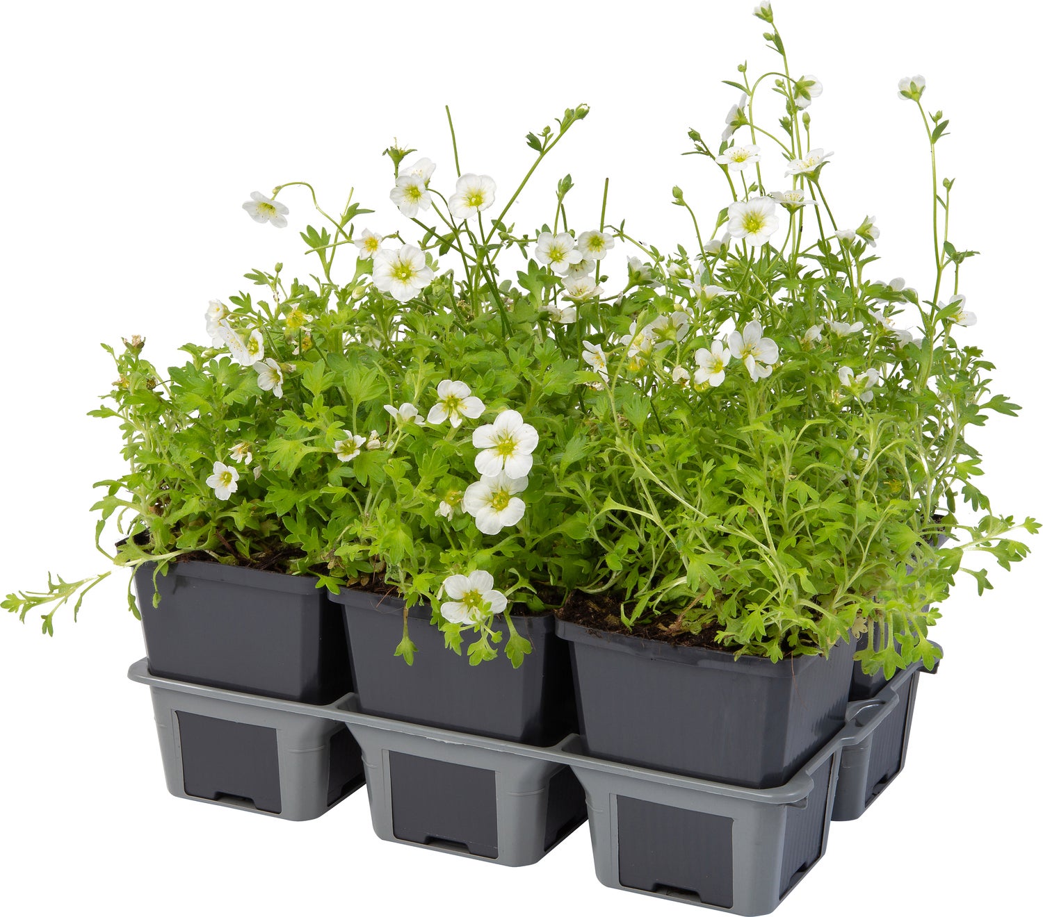 Steenbreek (Saxifraga arendsii 'Schneeteppich') sixpack D 9 H 20 cm