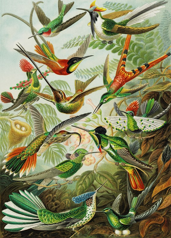 IXXI Hummingbirds 60x100 cm