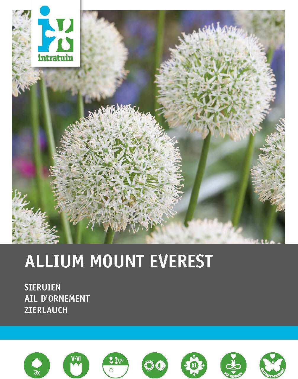 Intratuin bloembollen Sierui (Allium 'Mount Everest')3 stuks