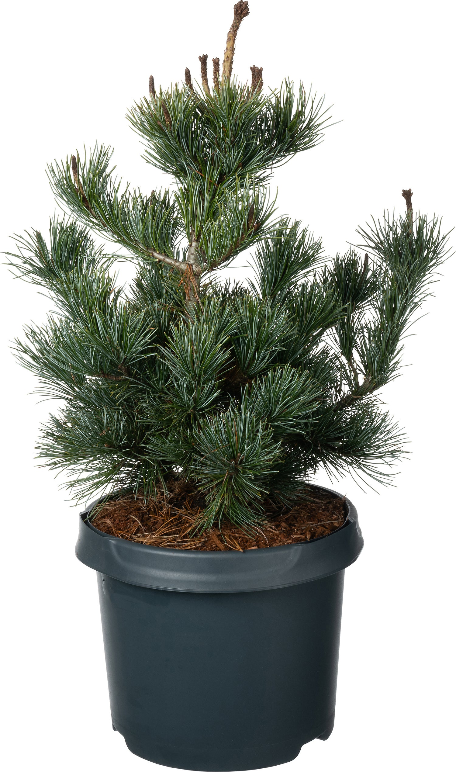Japanse witte den (Pinus parviflora 'Negishi') D 23 H 45 cm