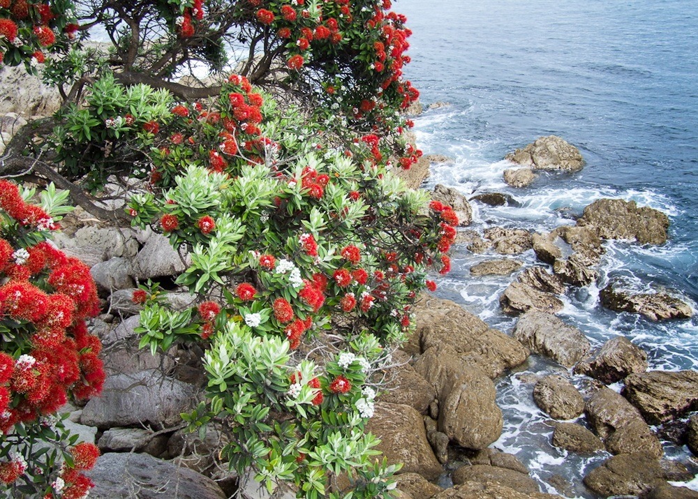 Jardin dans le sac - l'arbre de noël de nouvelle-zélande - 300 graines - metrosideros excelsa