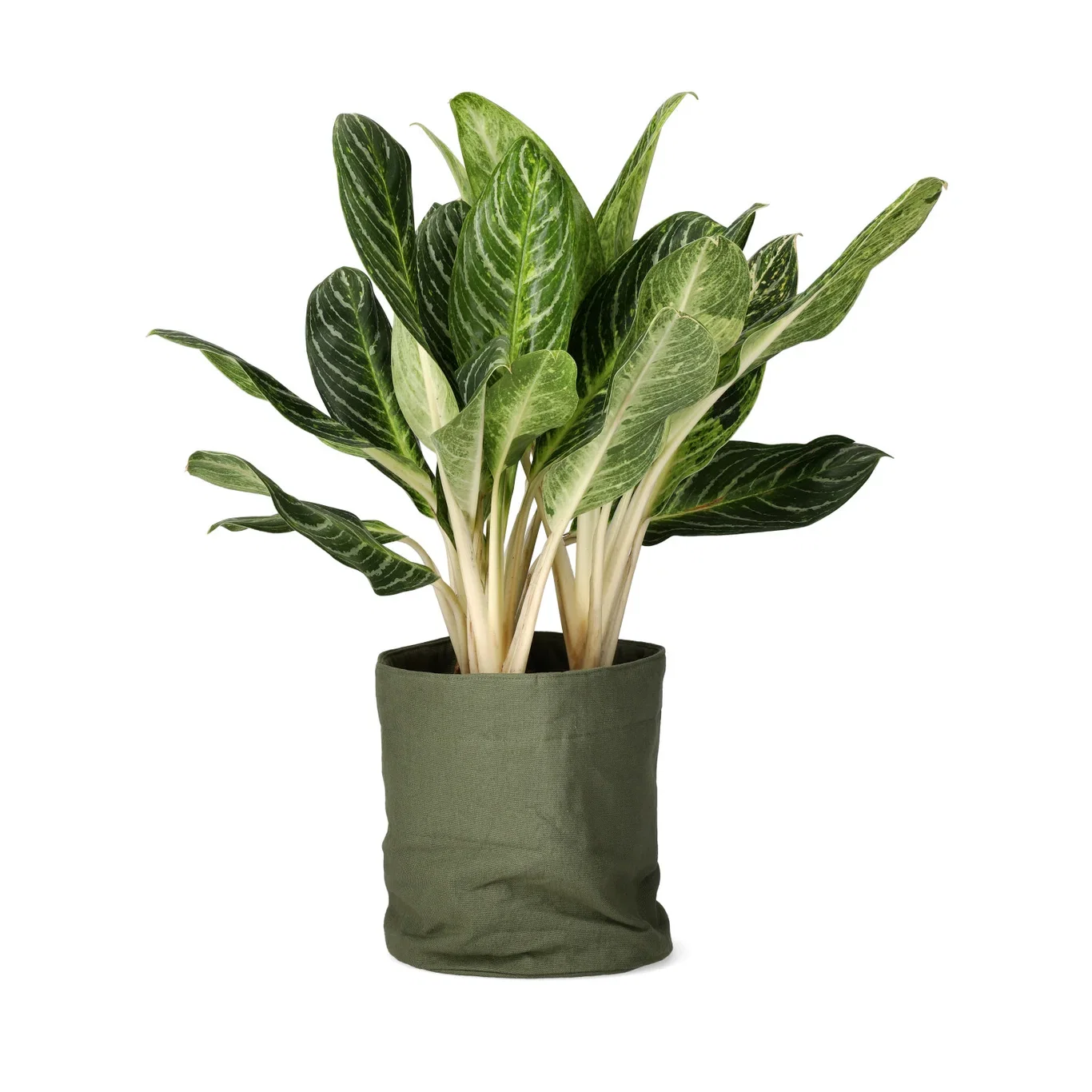 Aglaonema 'Key Lime' Sjømannstrøst 'Key Lime' Høyde 70 cm