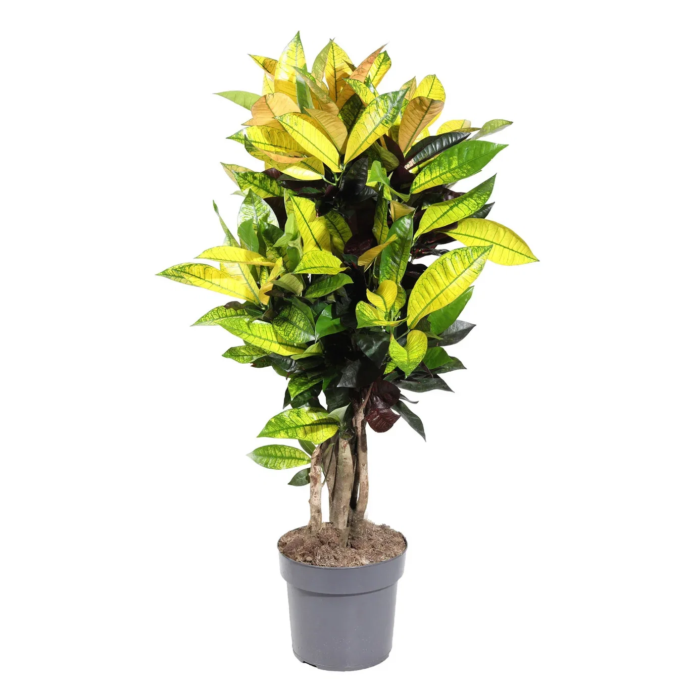 Codiaeum 'Iceton' Kroton 'Iceton' Høyde 90 cm