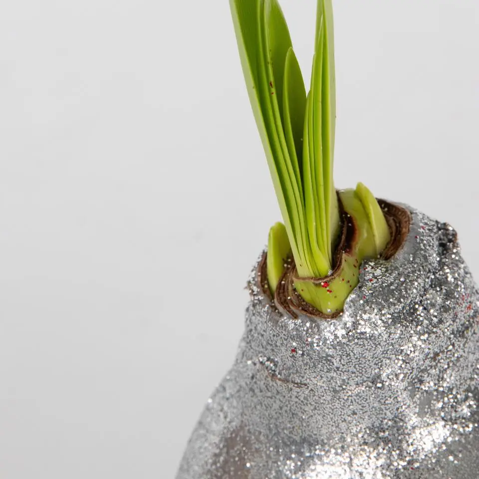 Amaryllis - Set van 3 - Hippeastrum 'Glitter Mix' - Bloembol - Rood