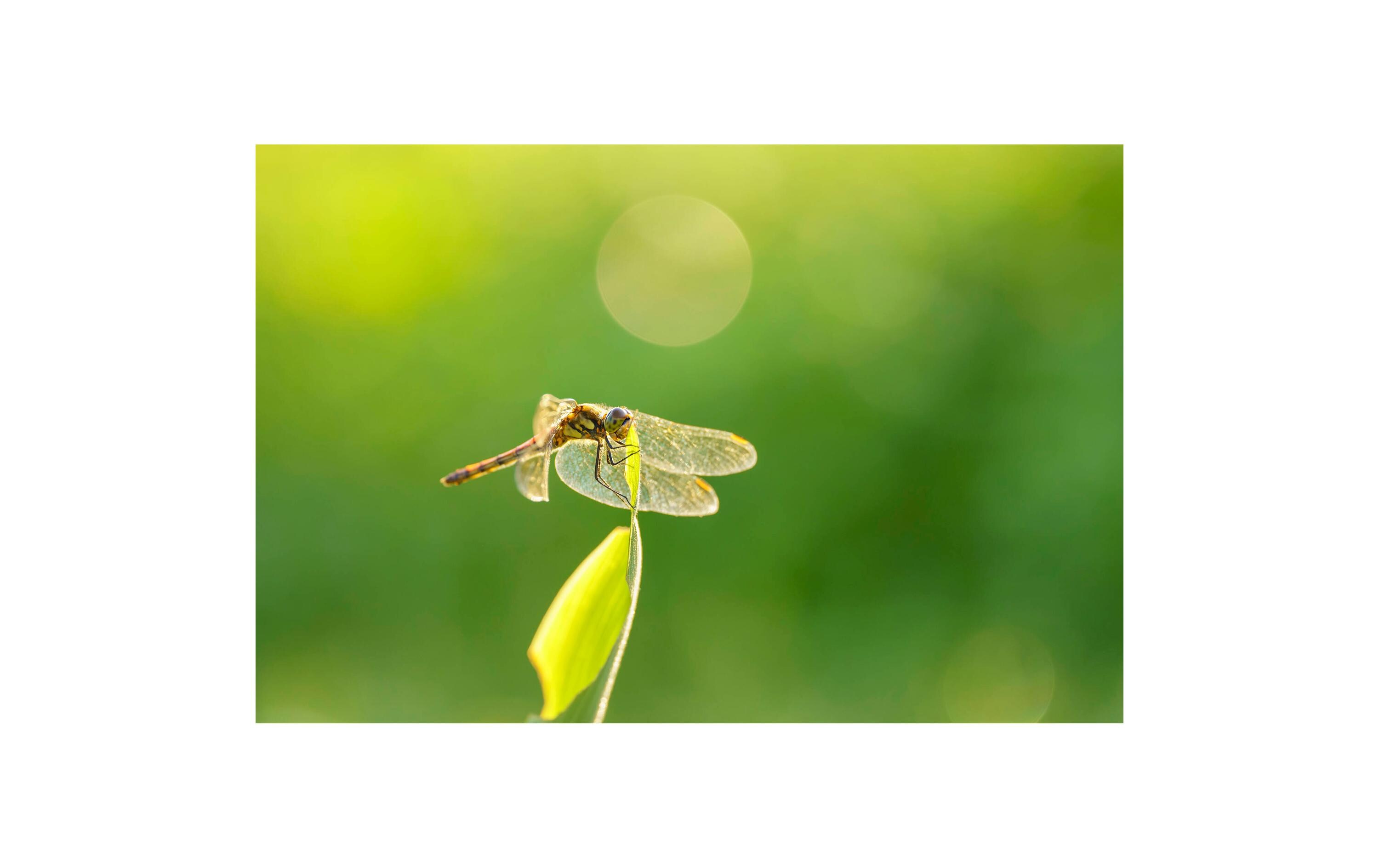 Festbrennweite 105mm F/2.8 DG DN Macro Art – Sony E-Mount<br>Makrofotografie auf höchstem Niveau