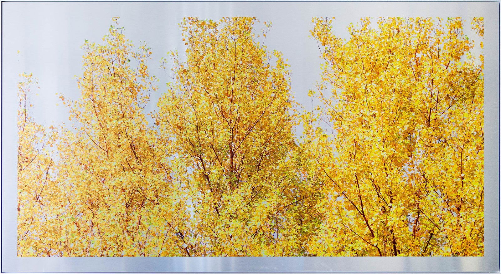 Silver Poplars by Rafael Neff - Limited Edition. Edition of: 150. Signed.