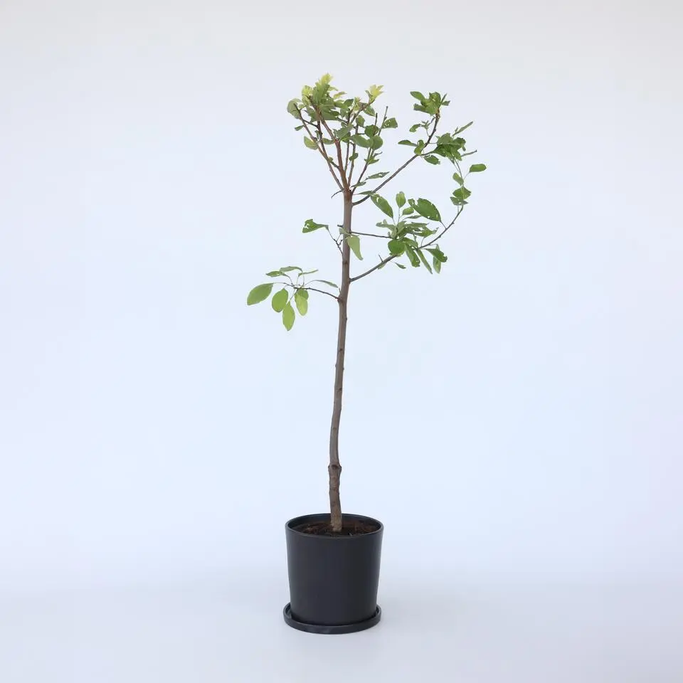 Pruimenboom - Prunus domestica 'Opal' - Hoogte 90-100cm - ⌀21cm